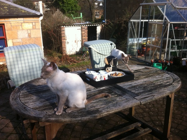 Westminstenders: Flextension