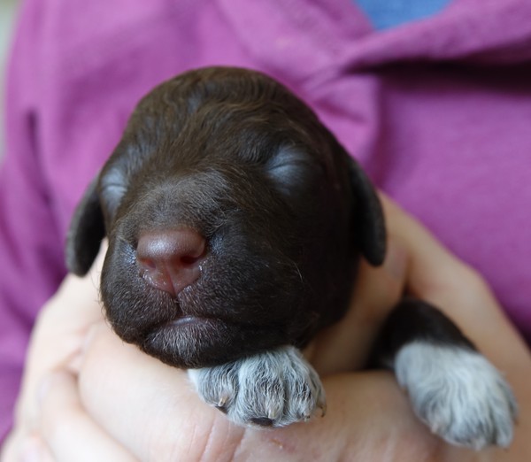 Pigletdog is expecting! Any advice?