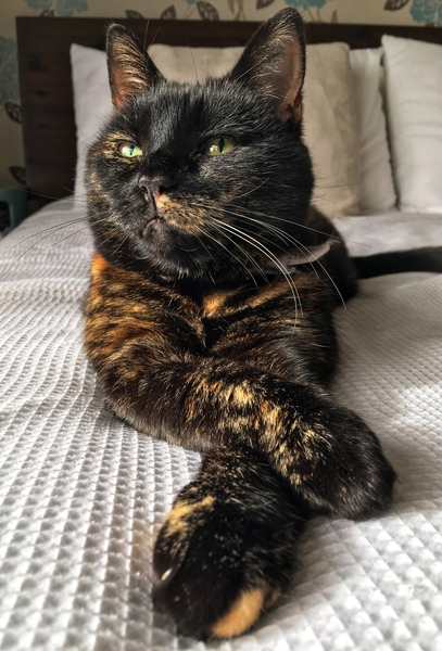 Westminstenders: Neglectful Drunkeness!