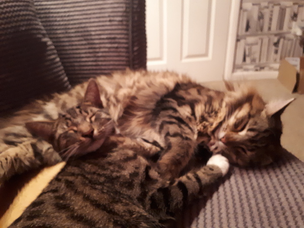 I want a cat, but how do I make sure I get one that’s not an arsehole?
