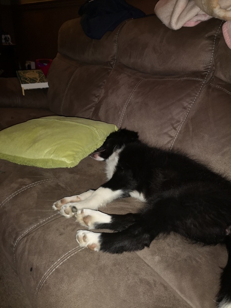 She's found the sofa