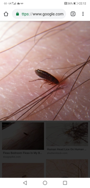 What is biting me?