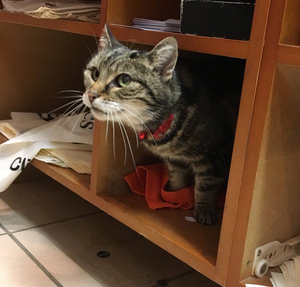 I want a cat, but how do I make sure I get one that’s not an arsehole?