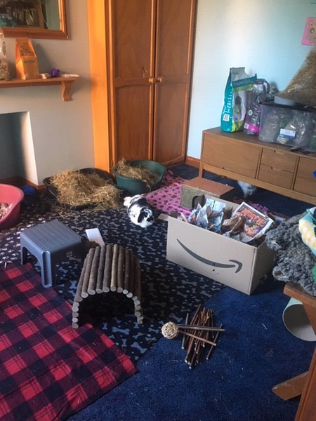 Getting A Rabbit - my first as an adult!