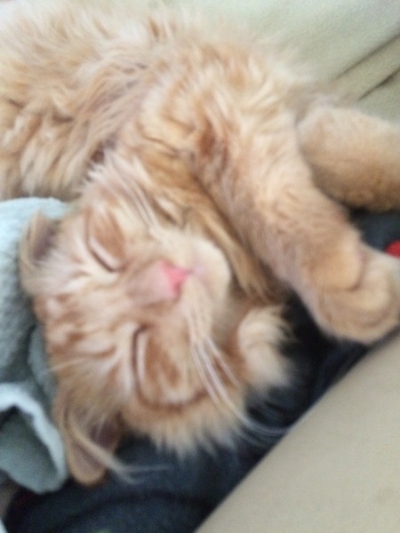 Whats your Cats name?