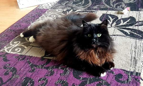 Whats your Cats name?
