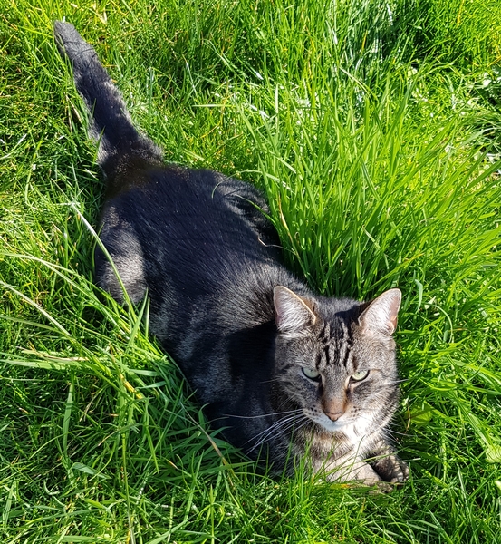 Westminstenders: Happy Brexit Day!