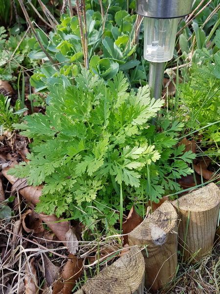 Can anyone identify this please?