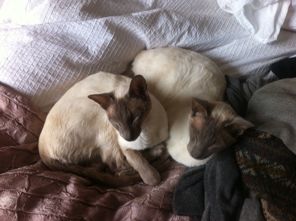 Westminstenders: Happy Brexit Day!