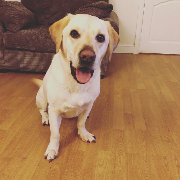 Who fancies a dog photo thread!