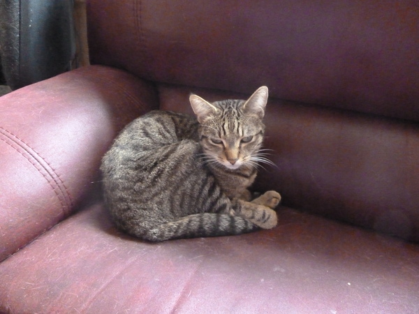 What is the worst thing your pet has done?