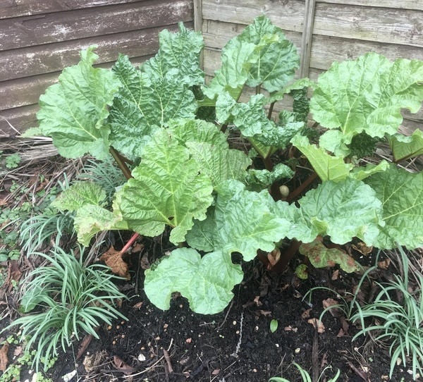Allotment?Veg Patch Thread 13! Are we weathering the weather?