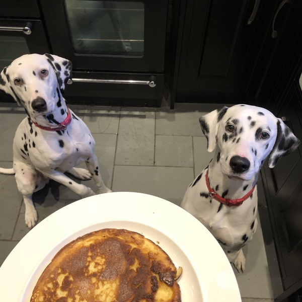 Oh my Lord , we’ve got a Dalmatian !