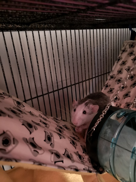 Help me name my little rats