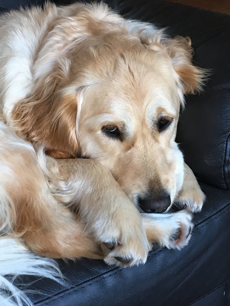 Golden Retriever puppy... come at me with all your best advice, warnings and thoughts please!