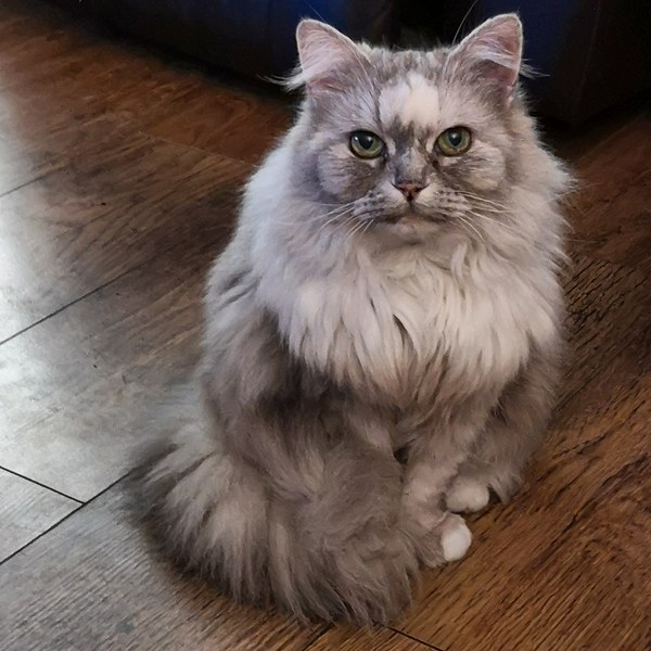 To be really creeped out by my cat?
