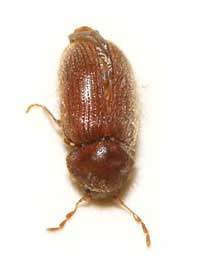 Flour mites