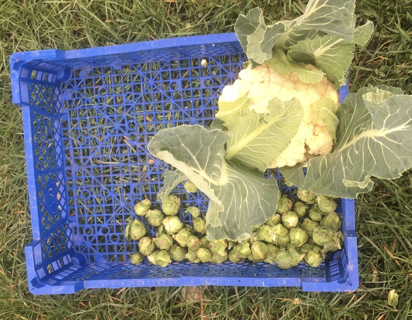Allotment?Veg Patch Thread 13! Are we weathering the weather?