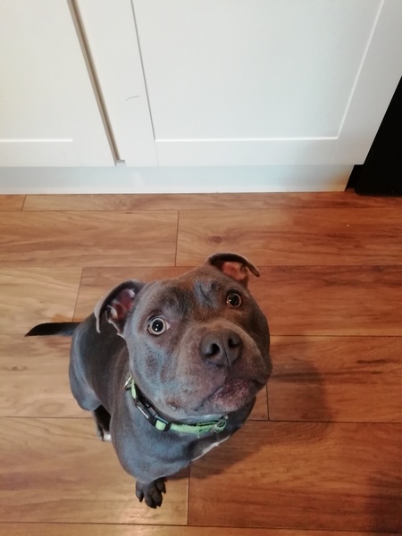 Who fancies a dog photo thread!