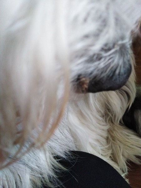 OES dry nose, scabbed. Allergies??