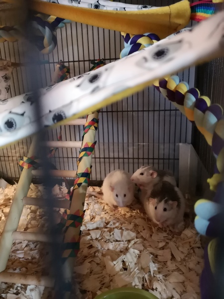 Help me name my little rats