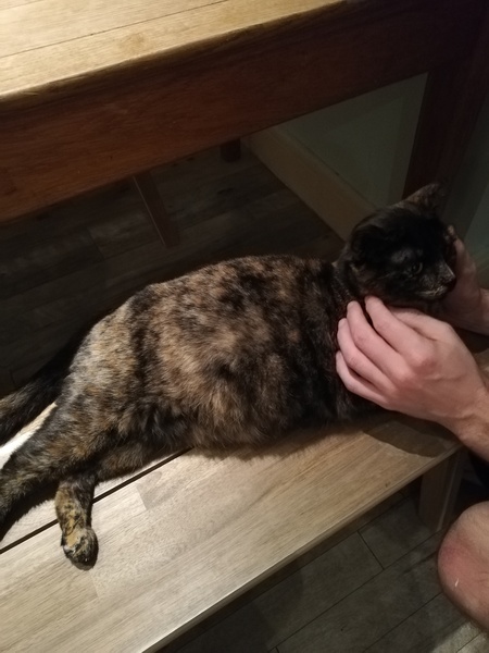 "Spayed" cat is pregnant - help!