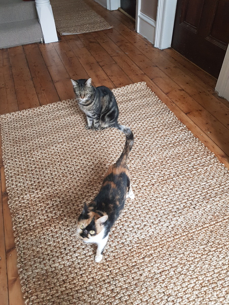 Westminstenders: And I neeeedddd moreeeee timeeeeee!