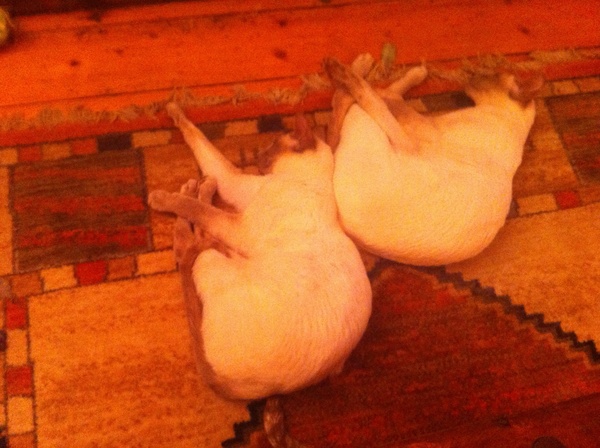 Westminstenders: And I neeeedddd moreeeee timeeeeee!