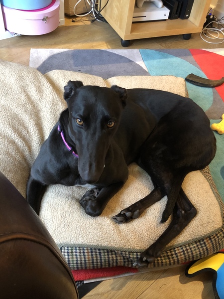 Brand new retired greyhound!