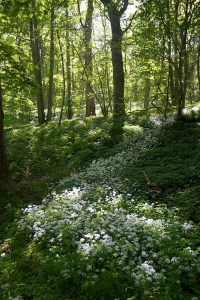 Any Witches Here? Part 7.