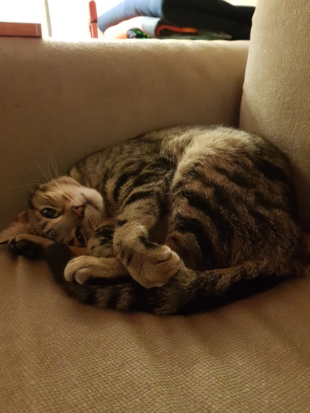 Westminstenders: Neglectful Drunkeness!