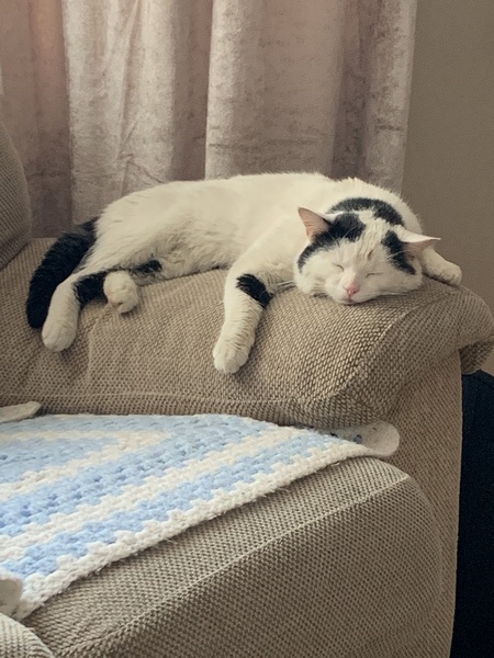 Whats your Cats name?