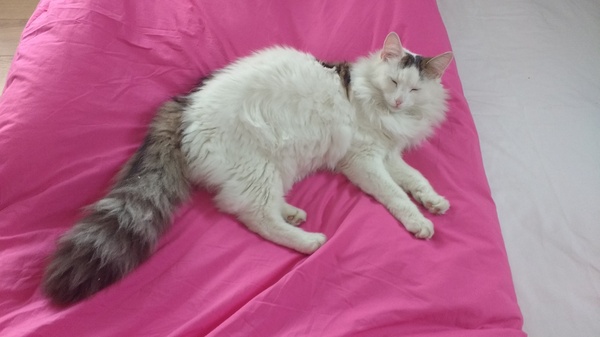 What's your DCat up to today? (Thread 7!)