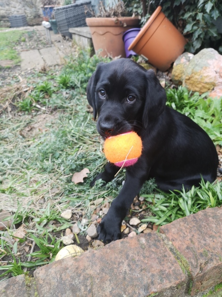 Elsie Belle