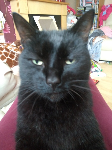 Whats your Cats name?