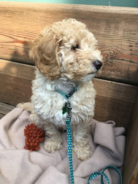 Genuinely interested - why all the poodle crosses? What puts people off a ‘proper’ poodle?