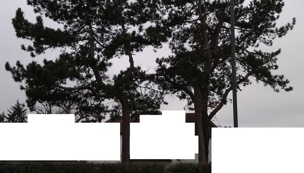 Name that tree?