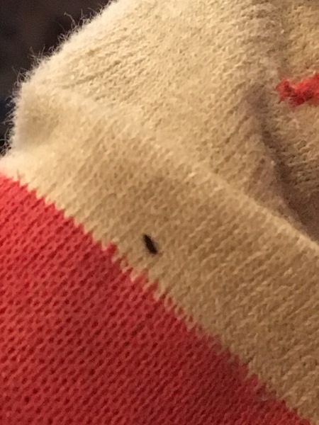 What is biting me?