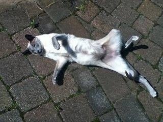 Westministenders: Happy Birthday Chris Grayling!