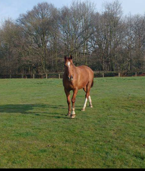 Can we have a pony picture thread?