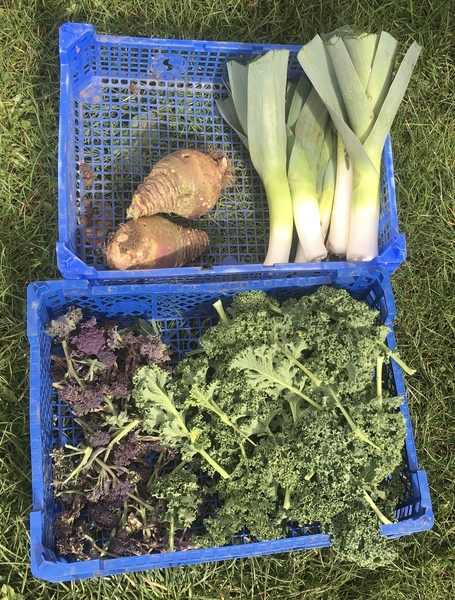 Allotment?Veg Patch Thread 13! Are we weathering the weather?