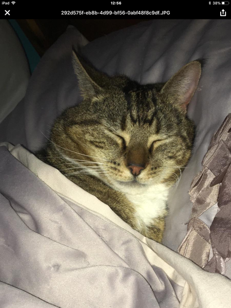 Your cat's favourite baked potato filling - testers here