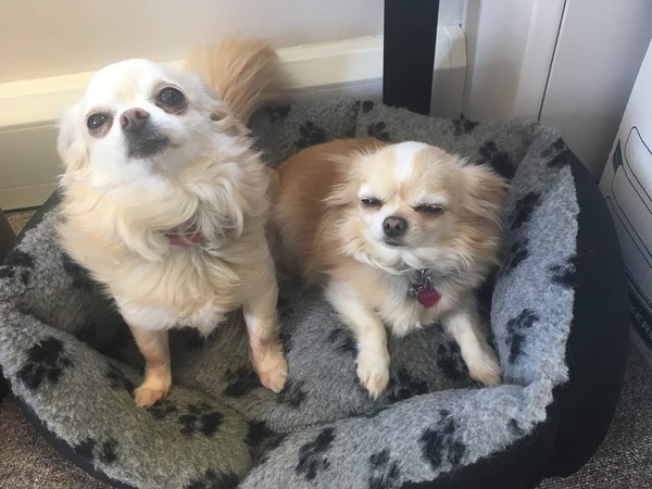 Please, please help my friend - Stolen dogs - desperate plea!!!!!!