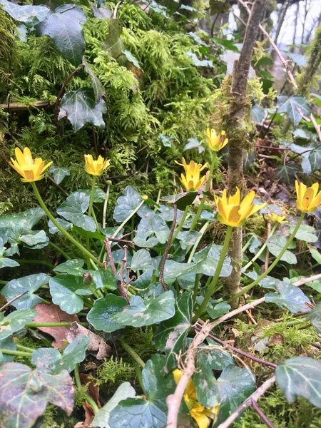 Any Witches Here? Part 7.