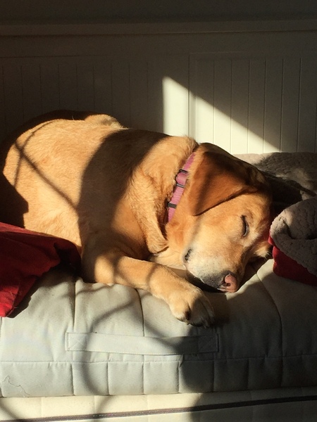 ... to want a dog to add to the madness of family life?