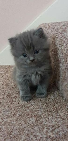 new kitten coming home soon!