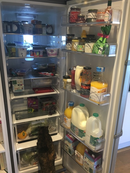 Show me your fridge!