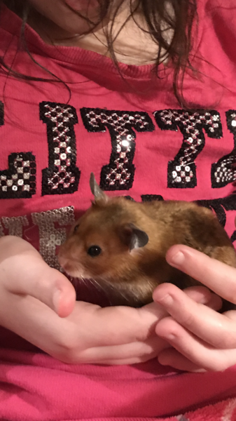 To ask you to help me find my hamster?