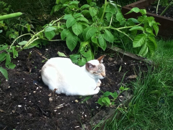 Westminstenders: Indicative Crossiants