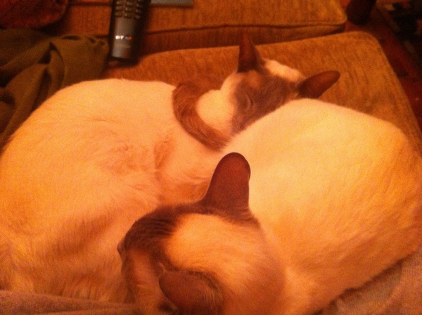 Westminstenders: Arse about Face